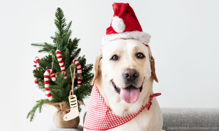 Anyone can be Santa Claus