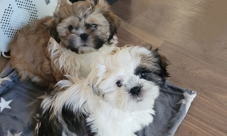 Coping with workplace stress